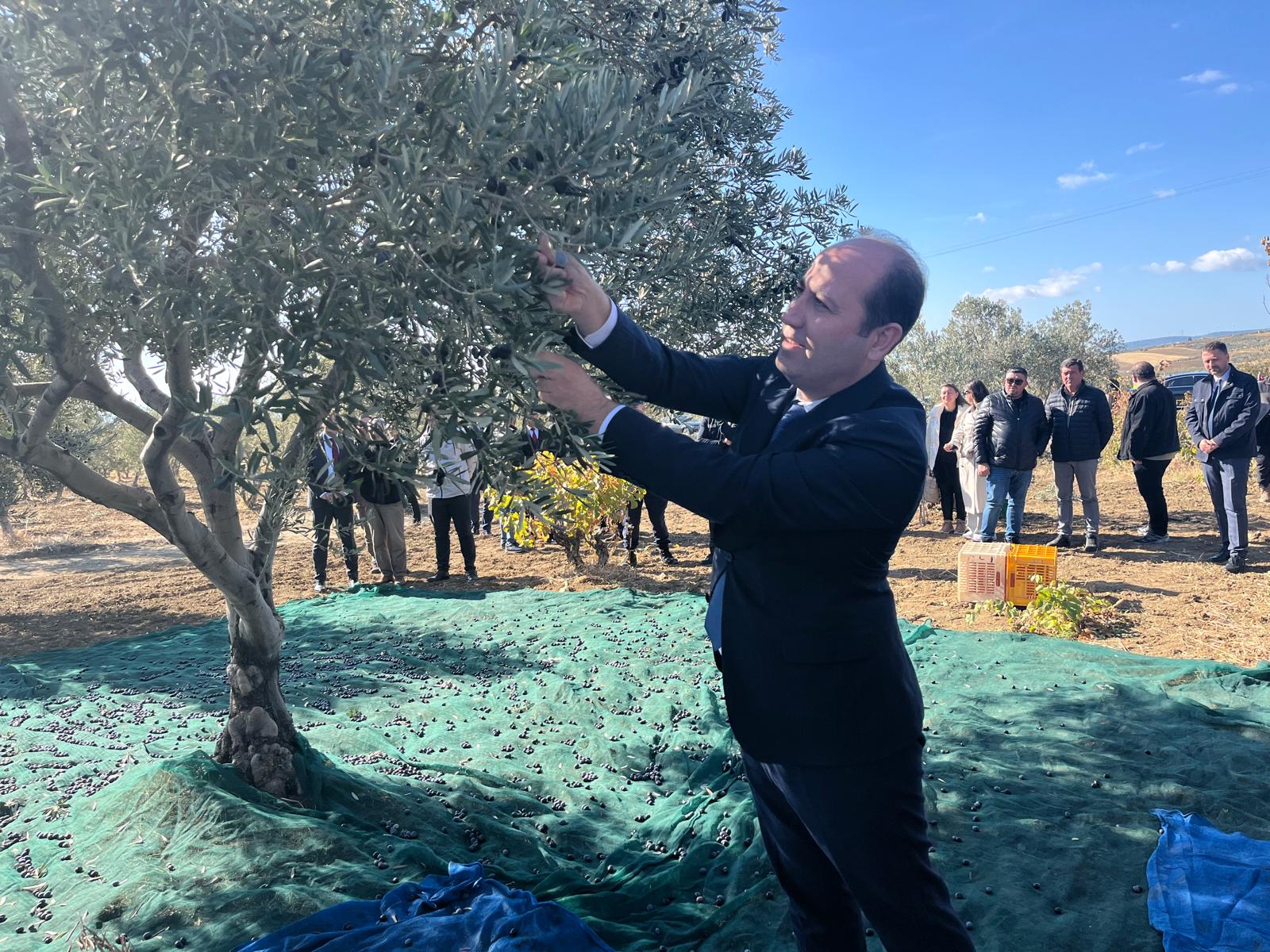 Şarköy' de Zeytin Hasadı Yapıldı