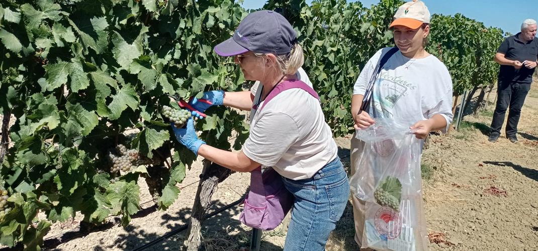  İlimizde Hasat Öncesi Pestisit Denetimleri Yapılmaktadır