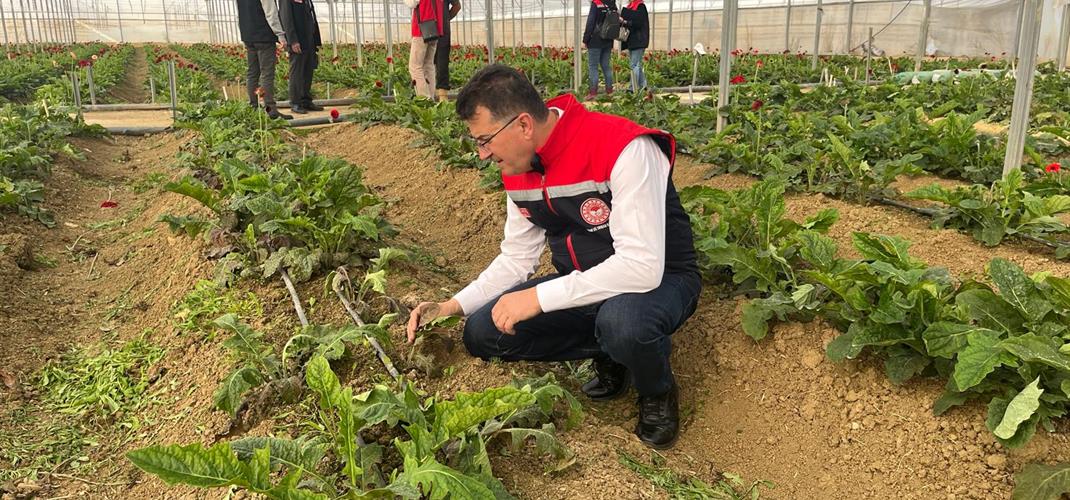 ​İl Müdürü Mehmet AKSOY Otmanlı Mahallesi'nde Bulunan Sera Alanlarını İnceledi