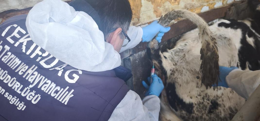 İthal Damızlık Hayvanlarda Kan Alım Süreci Devam Ediyor