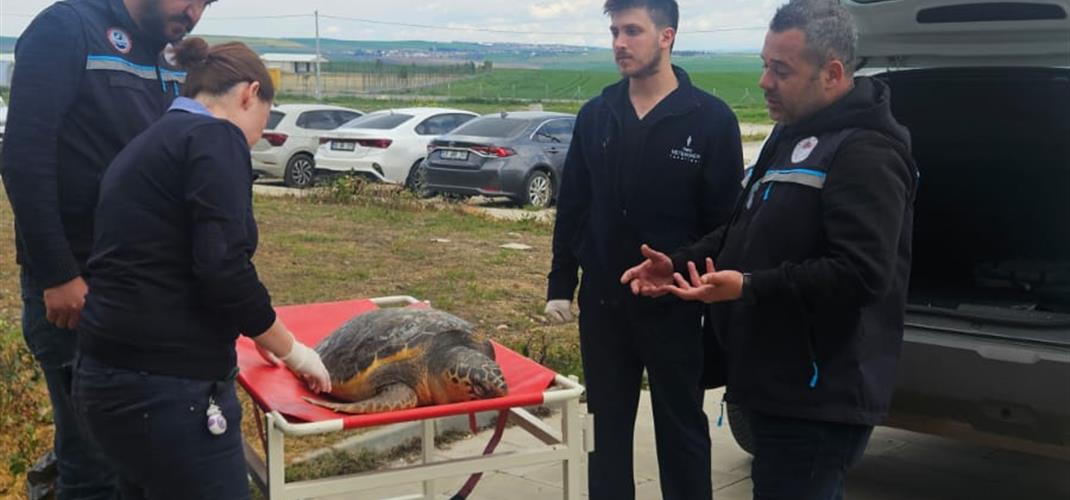 Balıkçılar Tarfından Caretta Caretta Türü Deniz Kaplumbağası Bulundu