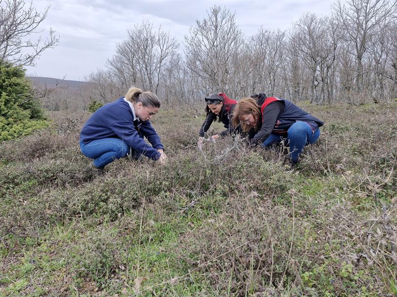 Tekirdağ'da Süne ile Mücadelede Kritik Sürvey Çalışmaları Başladı