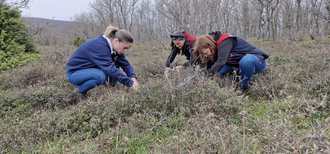 Tekirdağ'da Süne ile Mücadelede Kritik Sürvey Çalışmaları Başladı