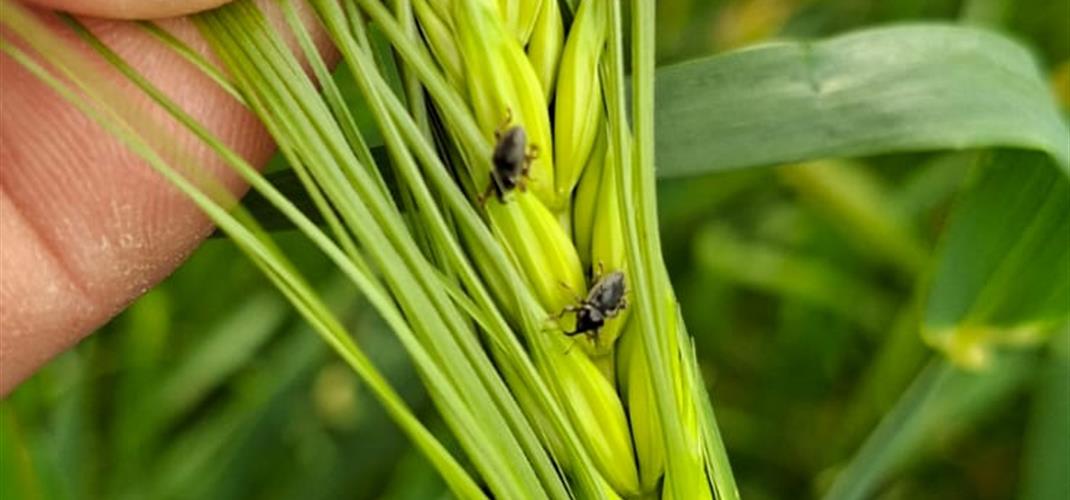 Hububat Hortumlu Böceği (Pachytychius hordei) Zararlısı Hakkında