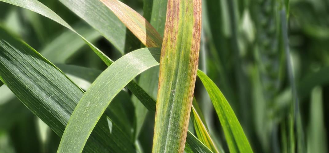 Arpa Sarı Cücelik Virüsü (Barley Yellow Dwarf Virus - BYDV) Hakkında